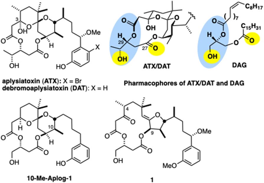 Synthesis of Unnatural Aplysiatoxin Analogs with High Affinity for Protein Kinase C