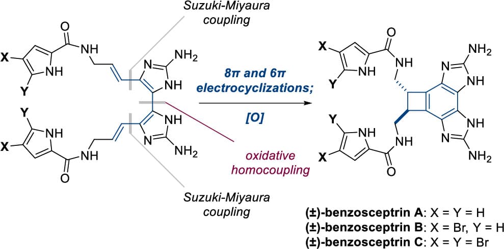 Total Synthesis of Racemic Benzosceptrins via an Electrocyclization Cascade
