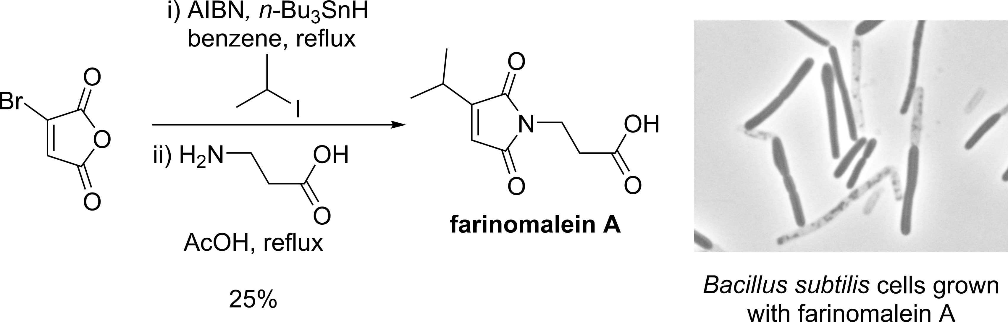 Synthesis of Farinomaleins and their Antimicrobial Activities